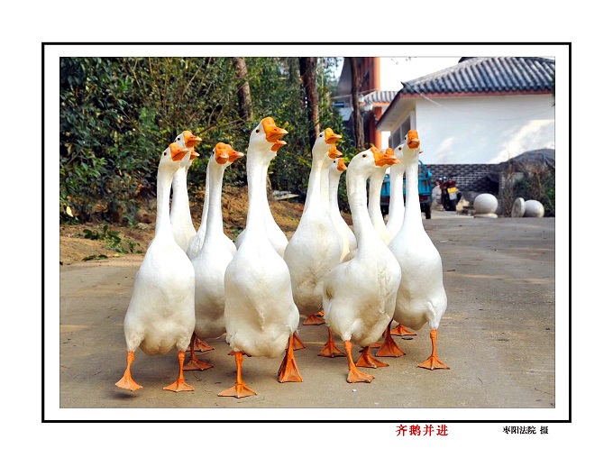 齐鹅并进.jpg