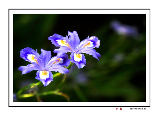 小花.jpg
