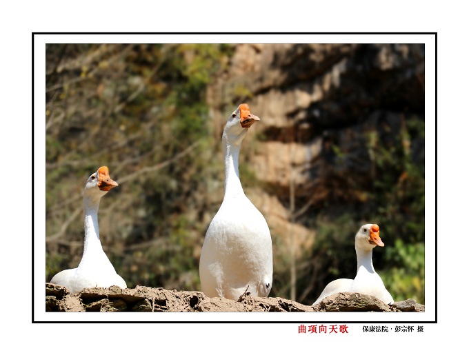 曲项向天歌.jpg