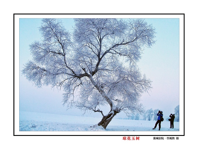 琼花玉树.jpg